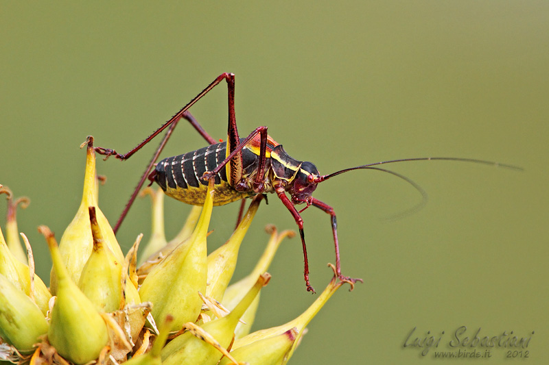 Barbitistes obtusus 